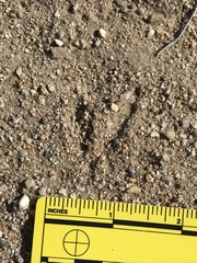 Callipepla californica