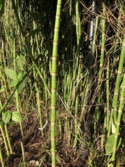 Equisetum hyemale