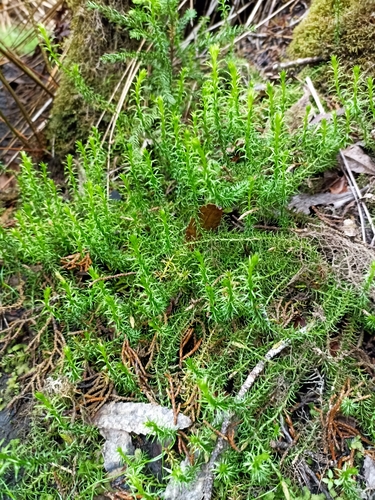 Image of Lateristachys lateralis by (c) Oscar Dove, some rights reserved (CC BY)
