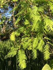 Taxodium distichum
