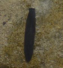 Dendrocoelidae