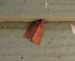 Orthosia transparens