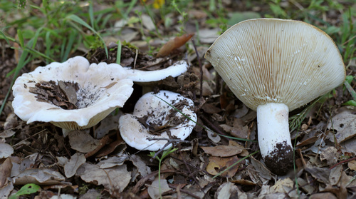 Lactifluus vellereus (Fr.) Kuntze