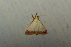 Autocharis