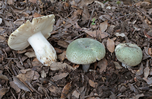 Green Russula