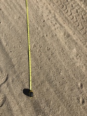 Callipepla californica