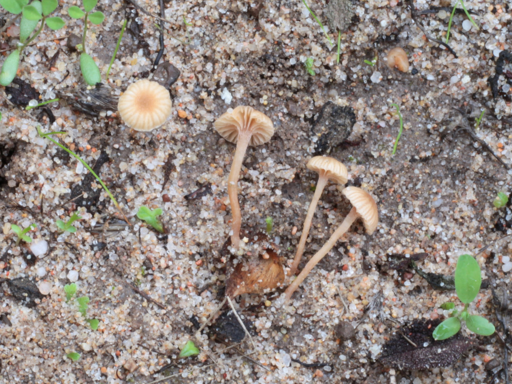 Tubaria cistophila