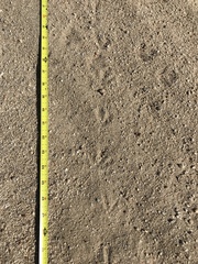 Callipepla californica