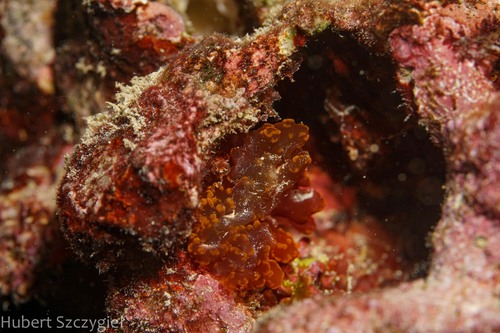 Predaea weldii observed 2023-11-22