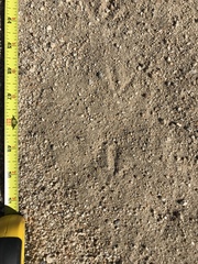 Callipepla californica