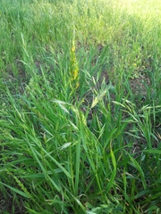 Bromus secalinus