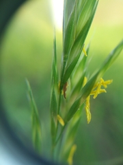 Bromus secalinus