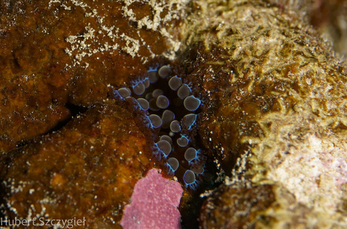 Triactis producta observed 2023-11-22