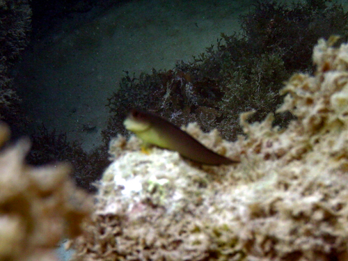 Trindade redlip blenny (Ophioblennius trinitatis) — Blenniidae — 3