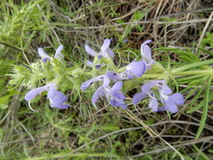 Salvia engelmannii