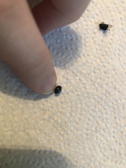 Chrysomelidae
