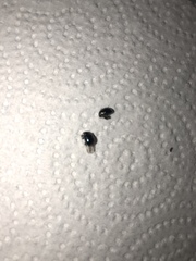 Chrysomelidae