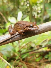 Bulun White-Lipped Frog photo 2