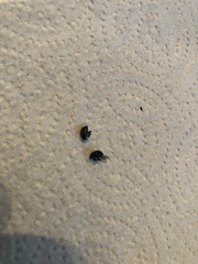 Chrysomelidae