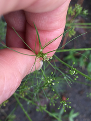 Spermolepis echinata