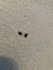 Chrysomelidae