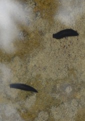 Dendrocoelidae