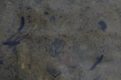 Dendrocoelidae