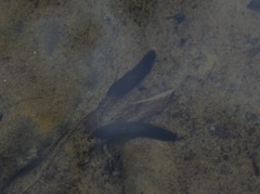 Dendrocoelidae