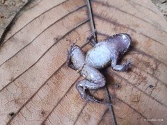 Bulun White-Lipped Frog photo 4
