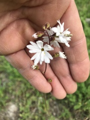 Lithophragma parviflorum