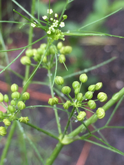 Spermolepis echinata