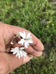 Lithophragma parviflorum