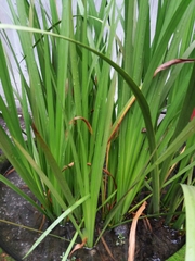 Machaerina sinclairii