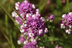 Castilleja densiflora gracilis