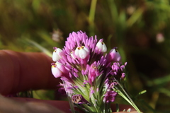 Castilleja densiflora gracilis