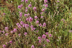 Castilleja densiflora gracilis