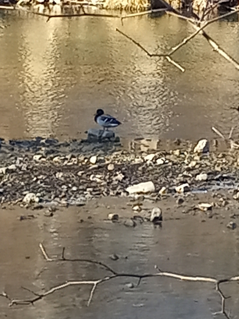 Mallard from Franklin, WV 26807, USA on January 5, 2024 at 0300 PM by