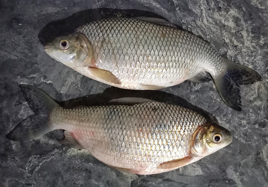Prochilodus brevis