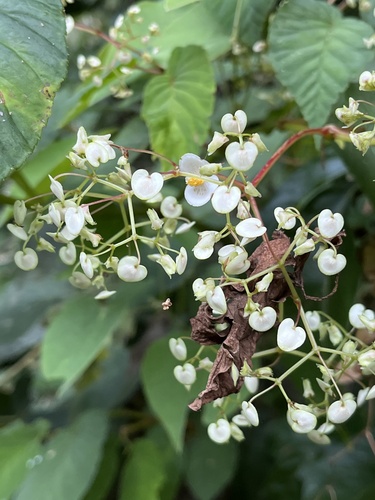 Elm's doppelganger begonia (Begonia convallariodora)