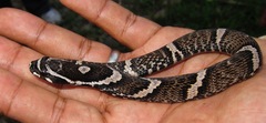 Amazon False Fer-De-Lance photo 2