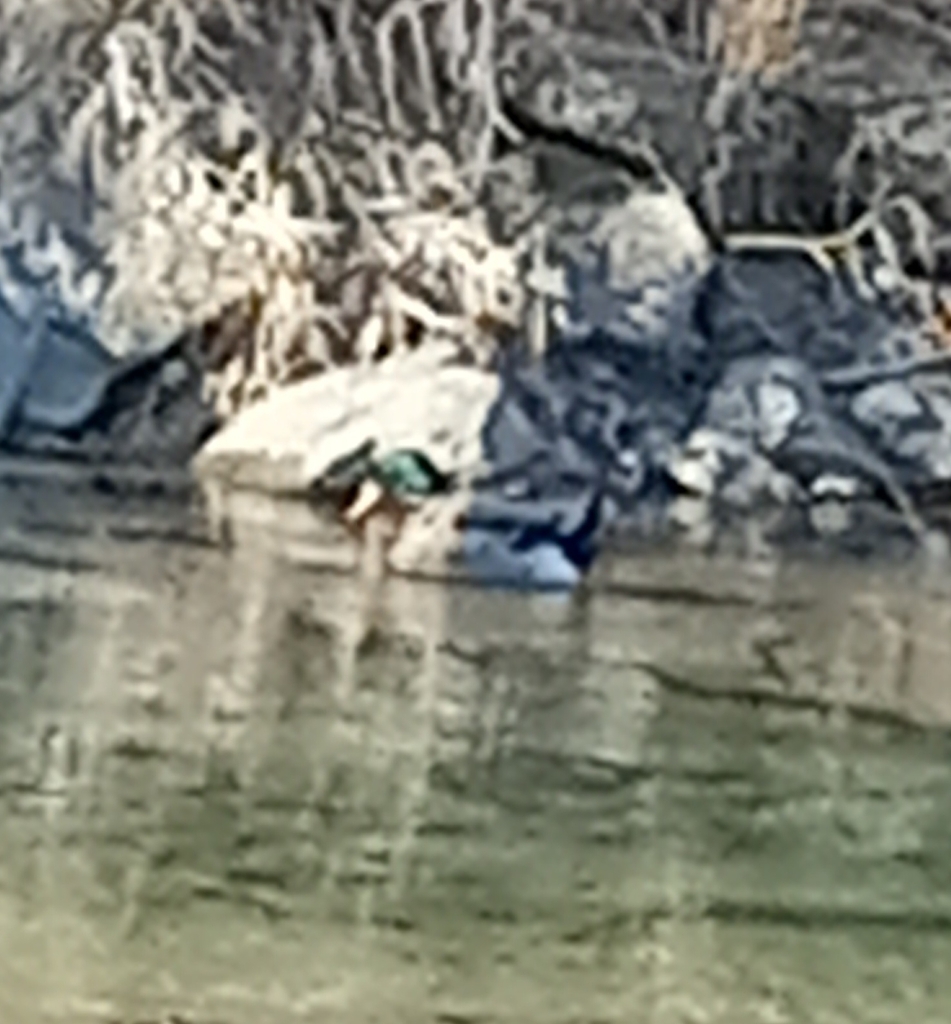 Mallard from Franklin, WV 26807, USA on January 5, 2024 at 0306 PM by