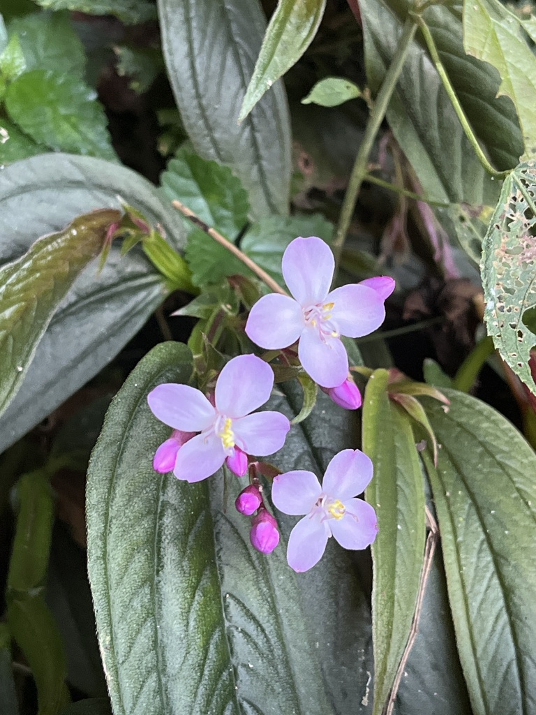 Centradenia