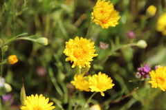 Pentachaeta aurea aurea