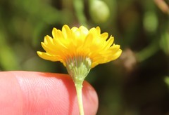 Pentachaeta aurea aurea