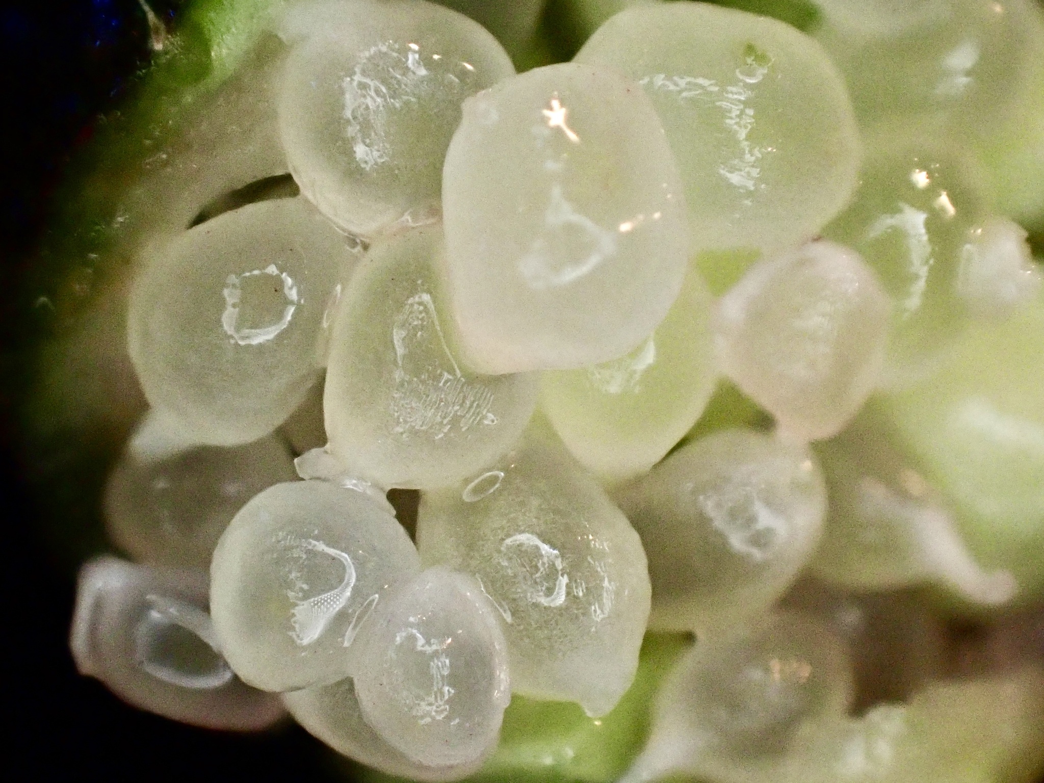 Imagem de Finger lime