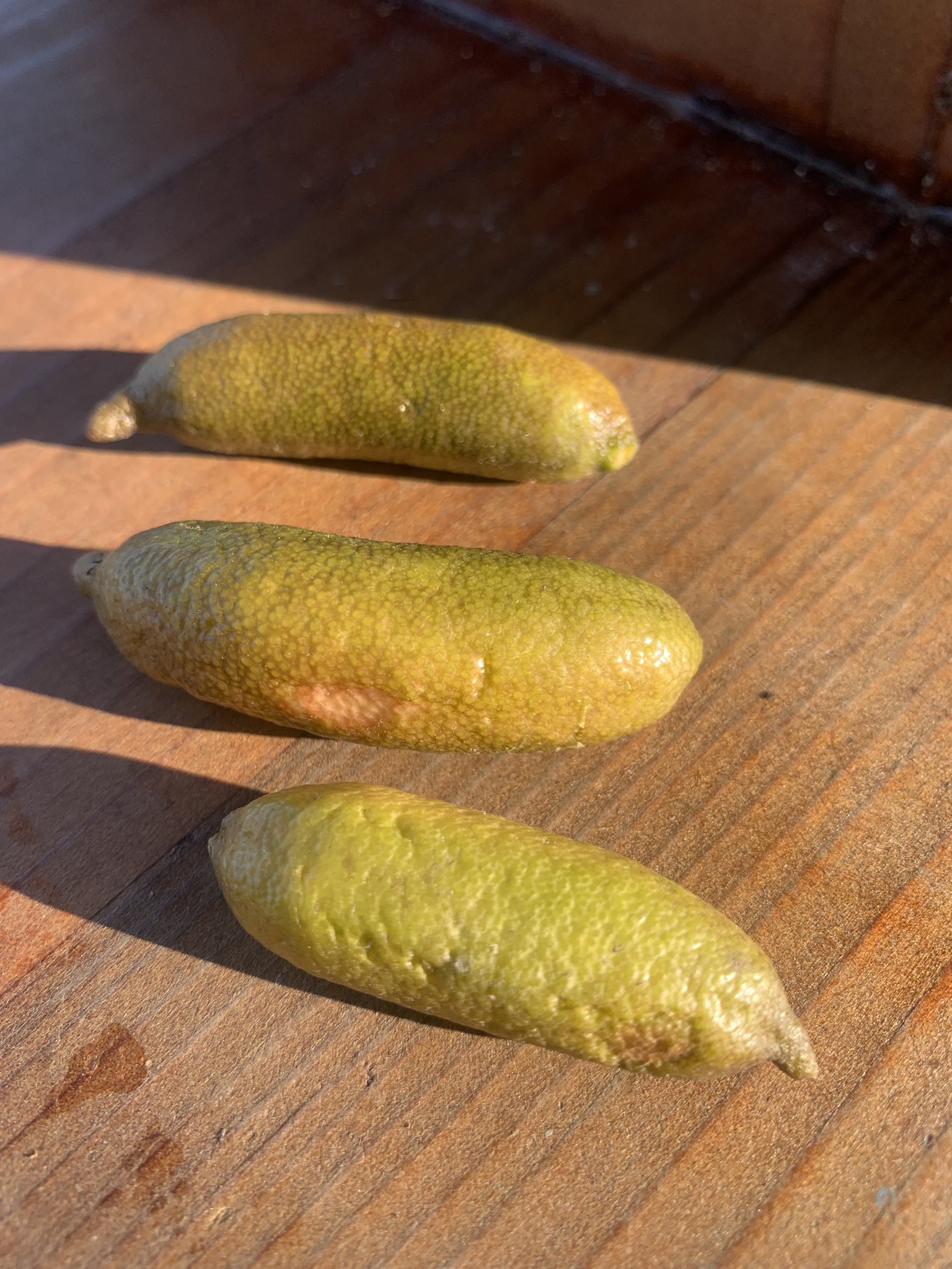Imagem de Finger lime