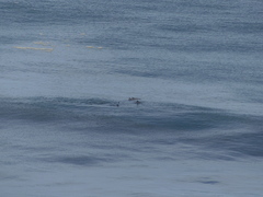 Cephalorhynchus eutropia