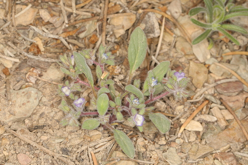 Image of Phacelia curvipes by (c) Steve Matson, some rights reserved (CC BY)