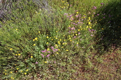 Pentachaeta aurea aurea