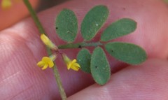 Acmispon micranthus
